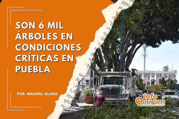 Son 6 mil árboles en condiciones críticas en Puebla