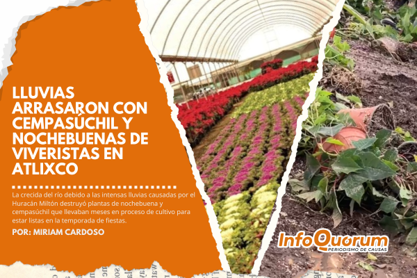 Lluvias arrasaron con nochebuenas de viveristas en Atlixco