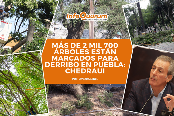 Más de 2 mil 700 árboles están marcados para derribo en Puebla: Chedraui