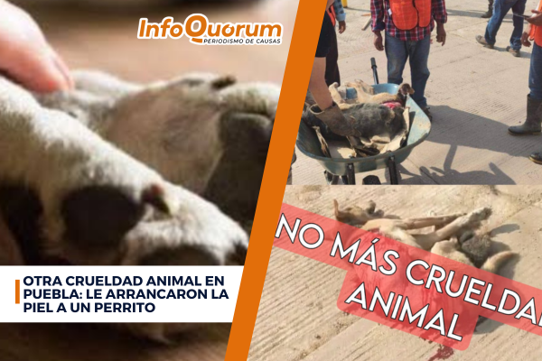 Otra crueldad animal en Puebla: le arrancaron la piel a un perrito