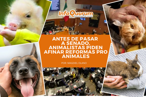 Antes de pasar a Senado, animalistas piden afinar reformas pro animales