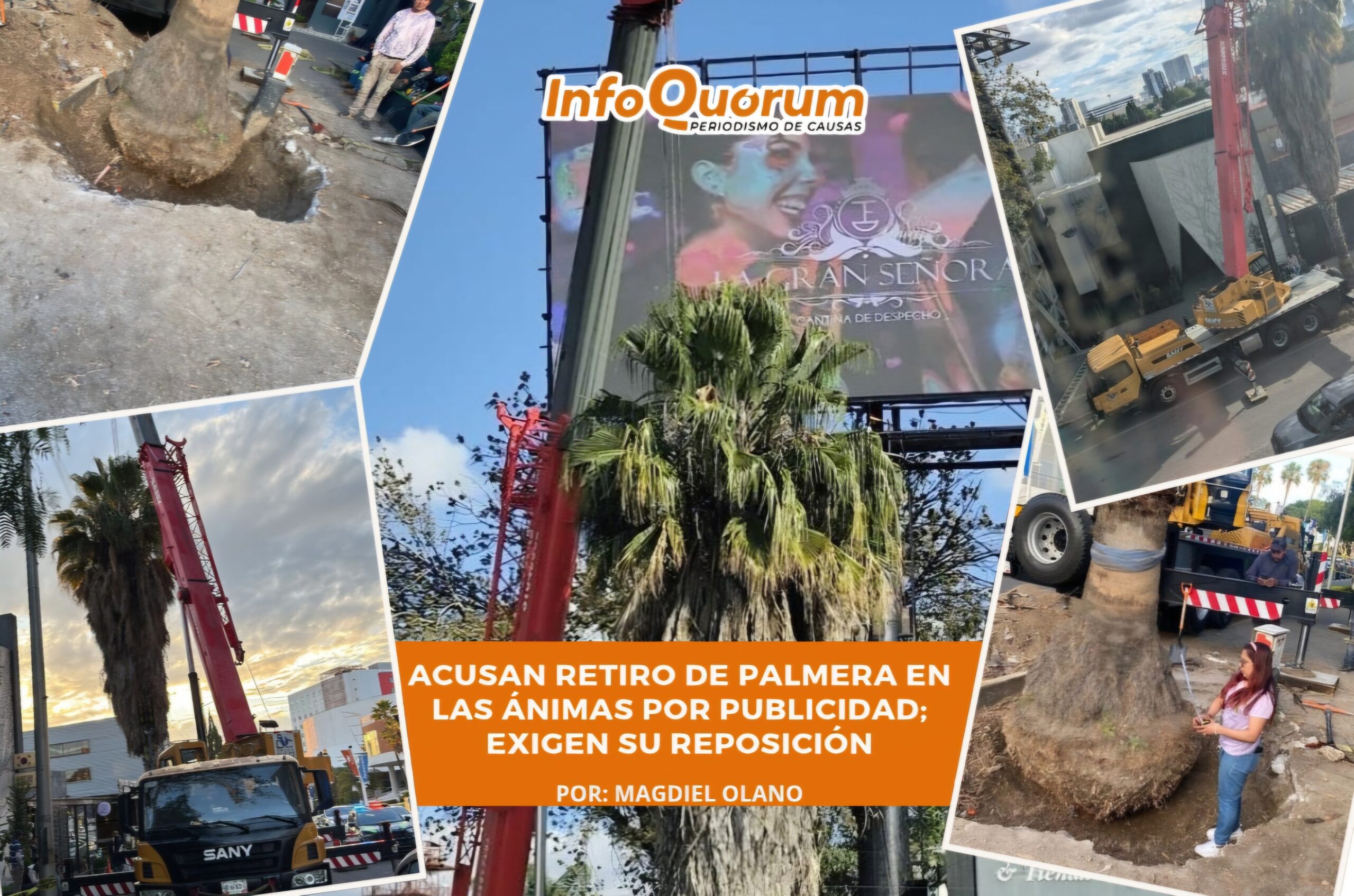 Acusan retiro de Palmera en Las Ánimas por publicidad; exigen su reposición