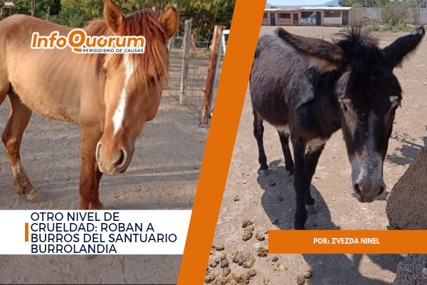 Otro nivel de crueldad: roban a burros del santuario Burrolandia