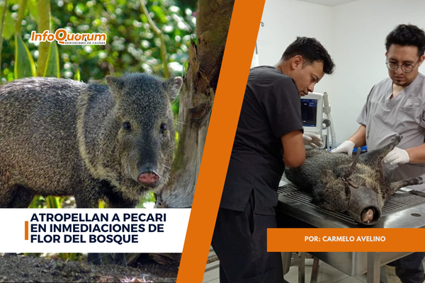 Atropellan a pecari en inmediaciones de Flor del Bosque