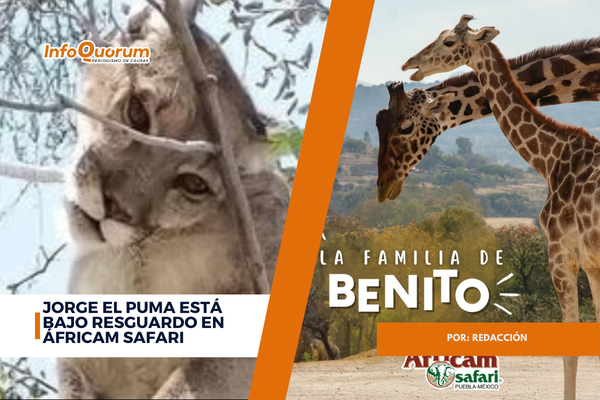 Jorge el puma está bajo resguardo en Áfricam Safari