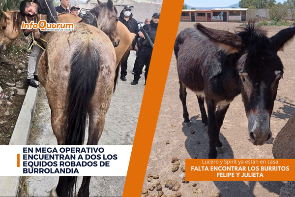 En mega operativo encuentran a dos los equidos robados de Burrolandia