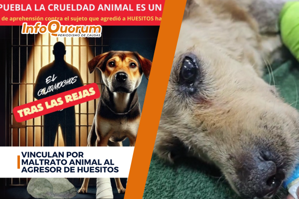 Vinculan por maltrato animal al agresor de Huesitos