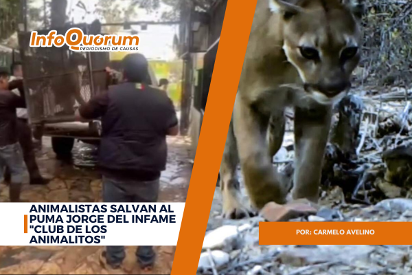 Animalistas salvan al puma Jorge del infame “Club de los Animalitos”