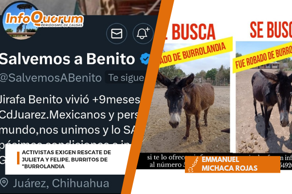 Activistas exigen rescate de Julieta y Felipe, burritos de “Burrolandia”