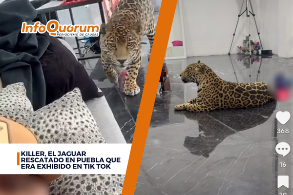 Killer, el jaguar rescatado en Puebla que era exhibido en Tik Tok