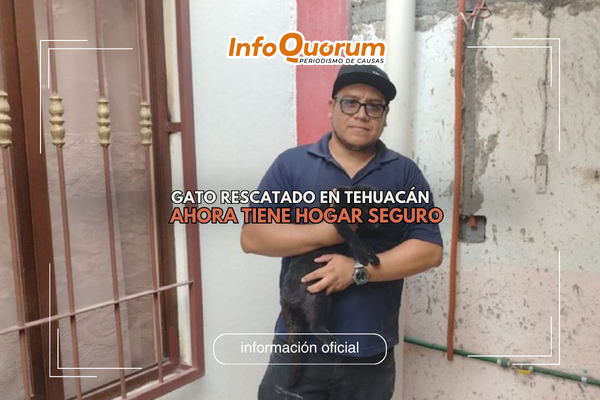 Gato rescatado en Tehuacán ahora tiene hogar seguro