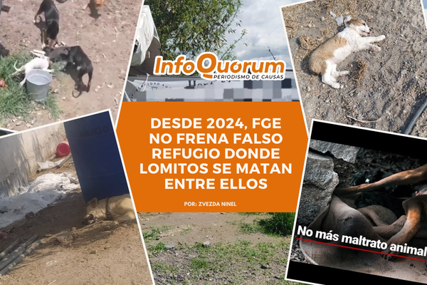 Desde 2024, FGE no frena falso refugio donde lomitos se matan entre ellos