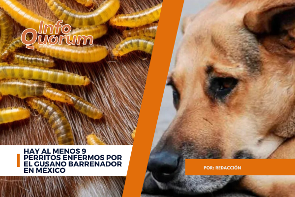 Hay al menos 9 perritos enfermos por el gusano barrenador en México