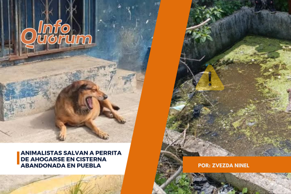 Animalistas salvan a perrita de ahogarse en cisterna abandonada en Puebla