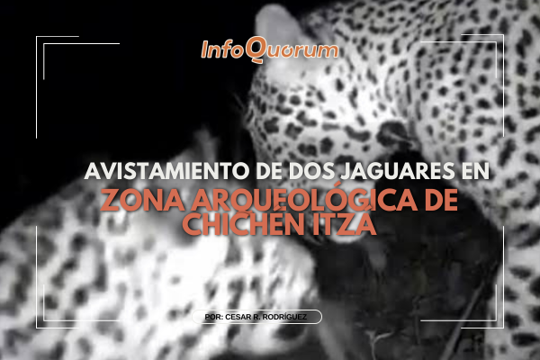 Avistamiento de dos jaguares en zona arqueológica de Chichén Itzá