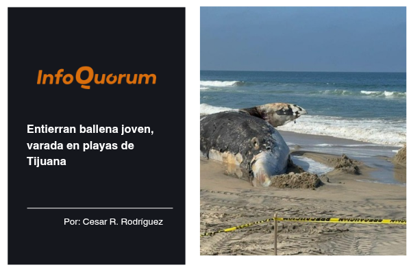 Entierran ballena joven, varada en playas de Tijuana