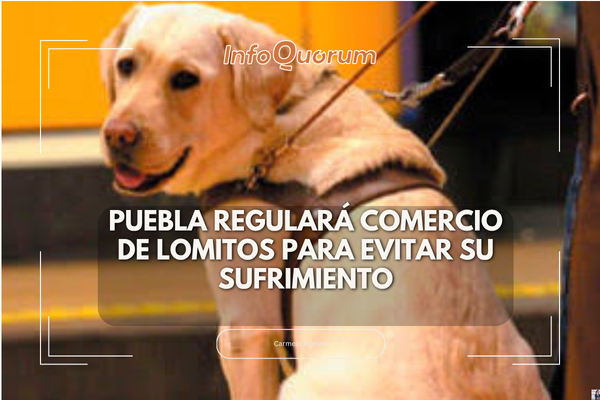El gobernador Alejandro Armenta Mier anunció que se presentará una iniciativa para reformar la Ley de Bienestar Animal, con el fin de combatir el comercio de seres sintientes en el estado y evitar que haya personas que solo se dediquen a criar perros y gatos para vender.