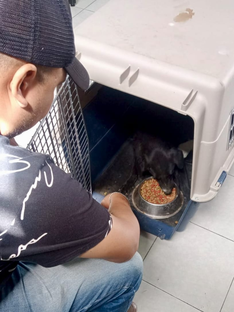 Rescatan y dan resguardo a lomito callejero en San Martín