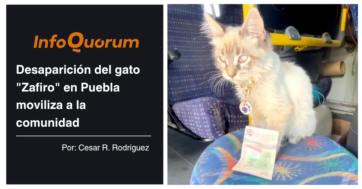 Desaparición del gato “Zafiro” en Puebla moviliza a la comunidad