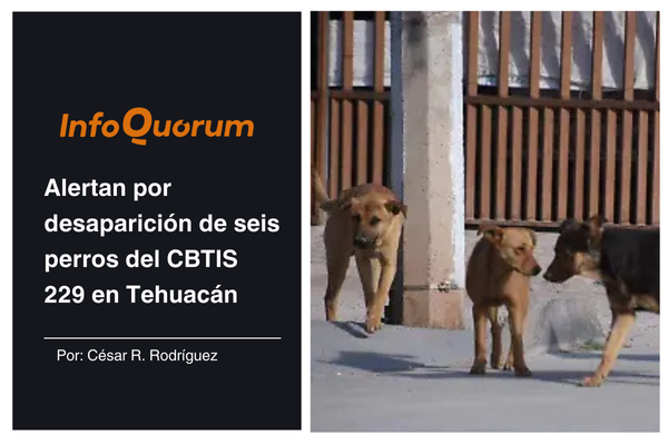 Alertan por desaparición de seis perros del CBTIS 229 en Tehuacán