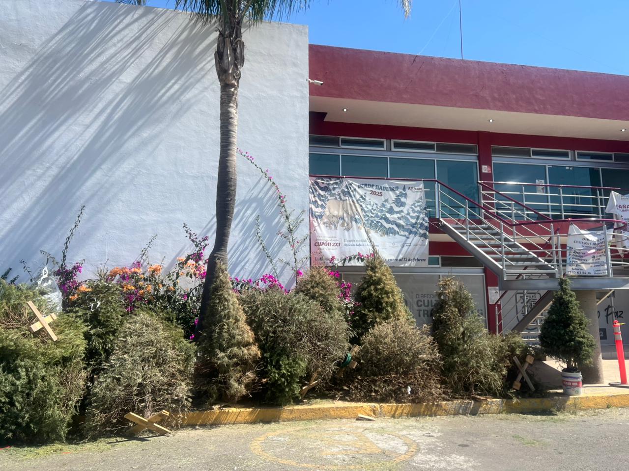 Últimos dias del programa “Verde Navidad” en Cuautlancingo