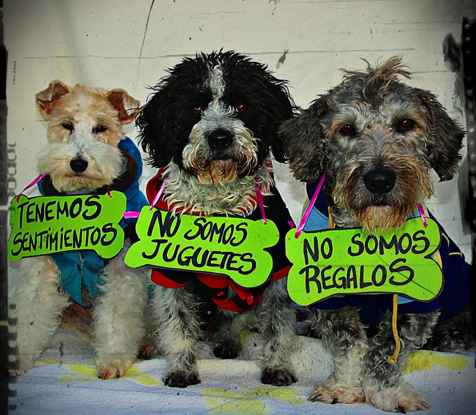 Texmelucan protege a los animales prohibiendo su venta en Reyes