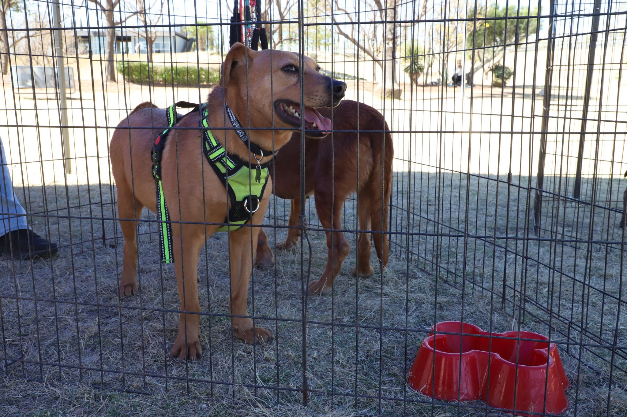 Animalistas de Puebla alertan retroceso por desaparición del IBA