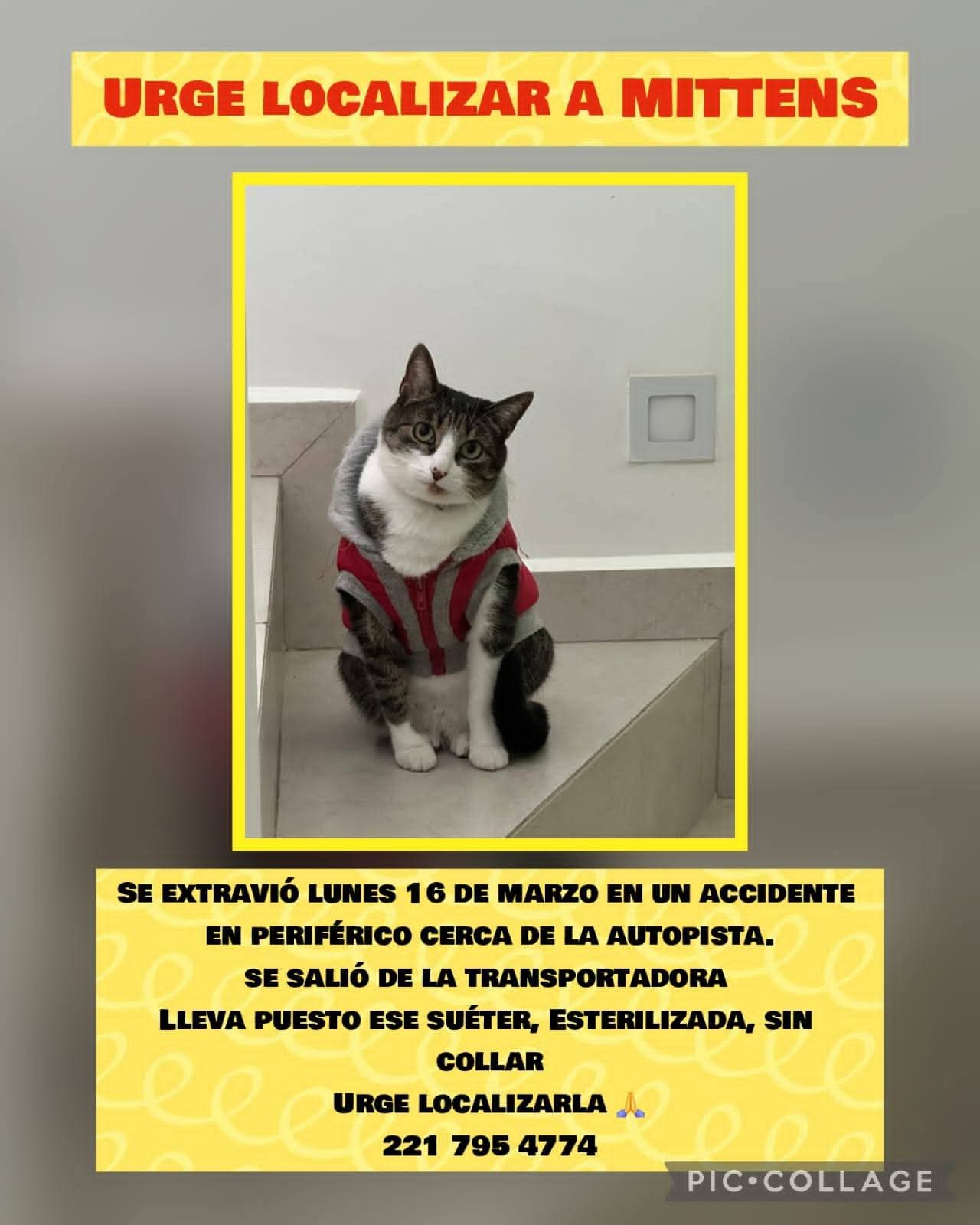 Buscan a Mittens, gatita sobreviviente de tragedia en Periférico Ecológico