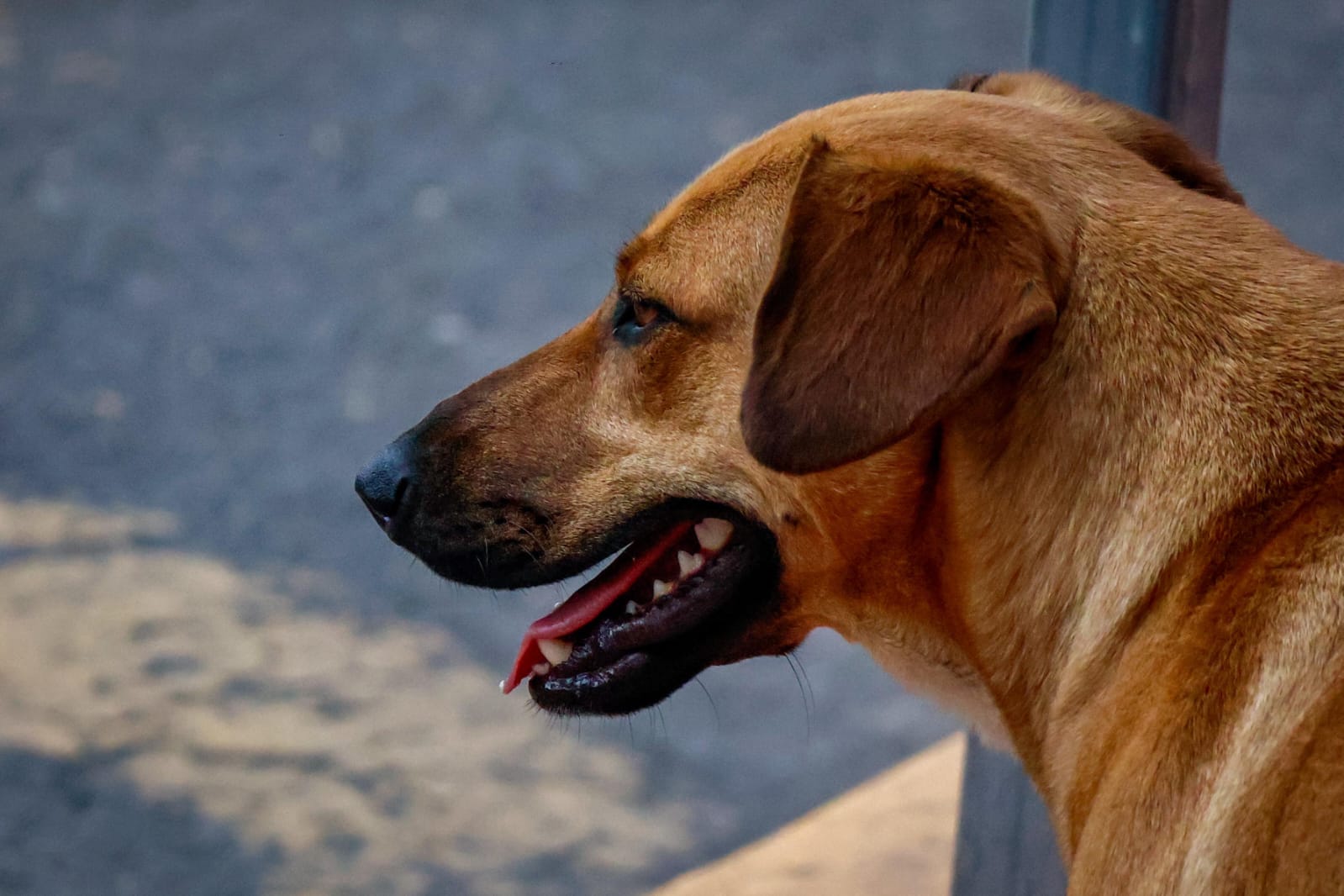 Diputada propone sancionar la negligencia extrema contra animales en Puebla