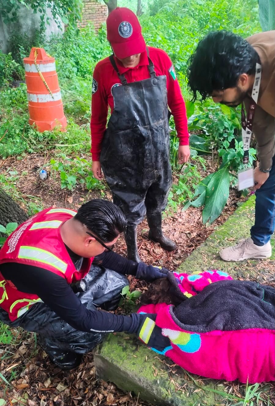 Bomberos y Protección Civil rescatan a ser sintiente en la Inspectoría Nuevo León