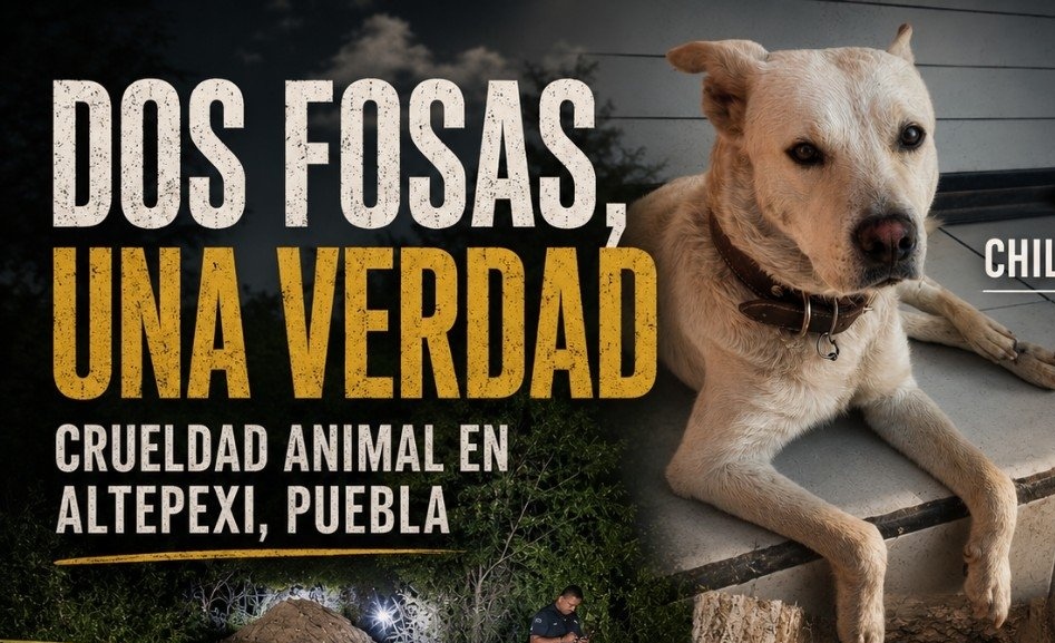 Tac A.C. denuncia a Ayuntamiento de Altepexi por muerte de perros