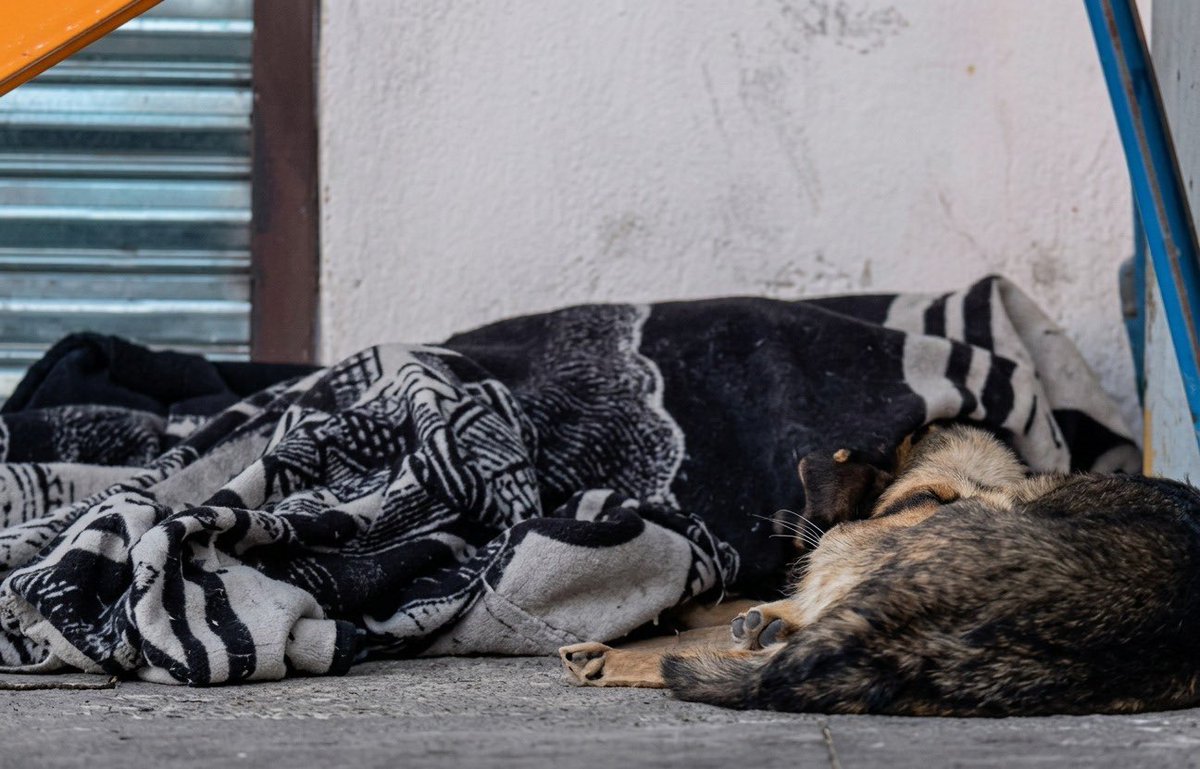 Fiel hasta el final: el perro que veló a su dueño en la Central de Abasto