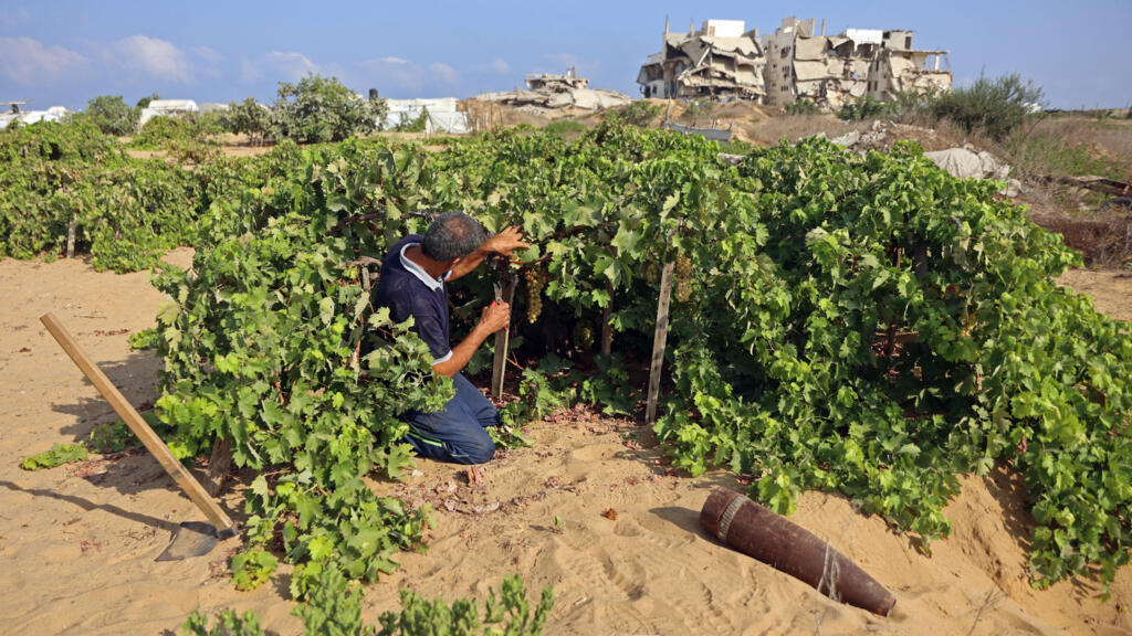En Gaza sólo queda el 3% de tierras fértiles disponibles