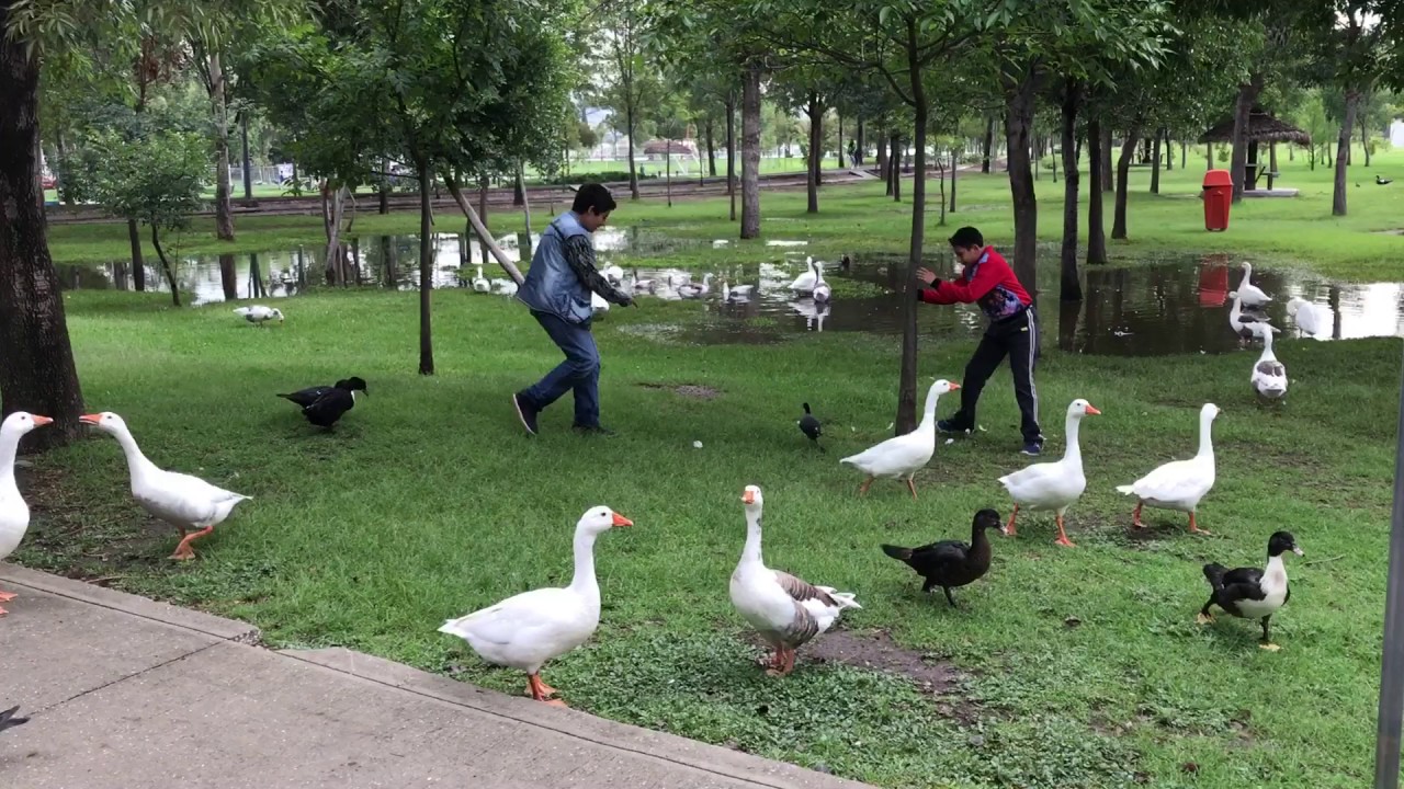 Parque Ecológico enfrenta retos para proteger su fauna silvestre