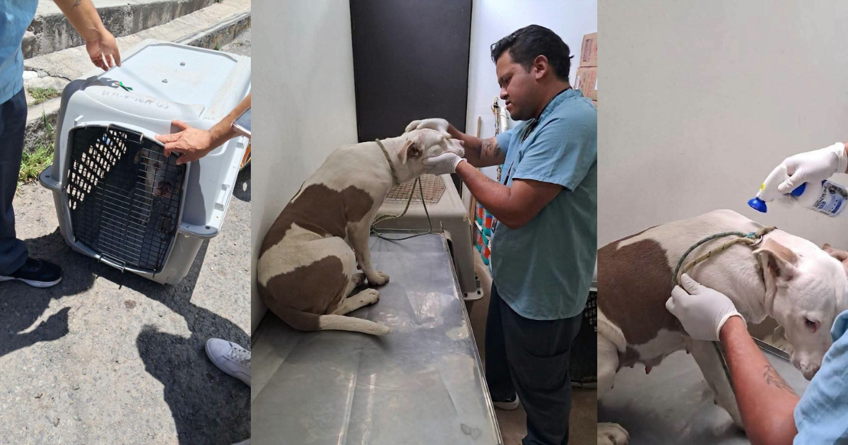 Continúa en tratamiento perrita que fue víctima de ataques con taser eléctrico