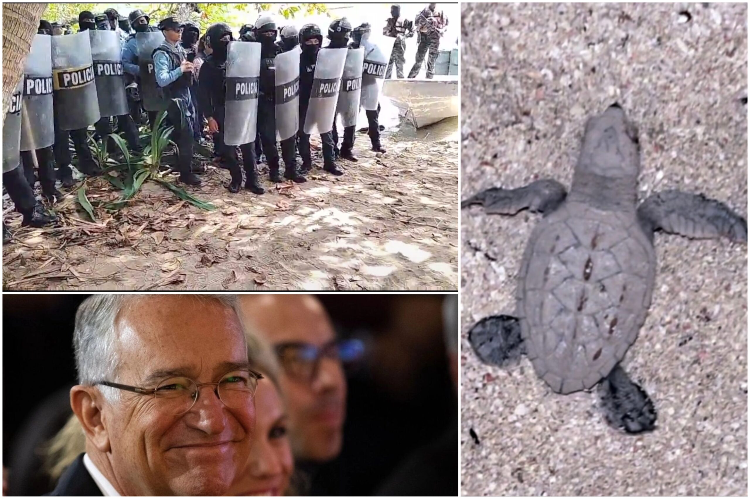Por reality de Salinas, desalojan pueblos y dañan a la tortuga carey