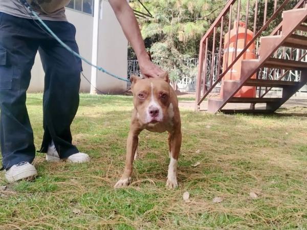 Rescatan a perrita maltratada en Puebla