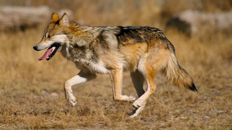 Sheinbaum pide proteger al lobo mexicano ante orden de Trump